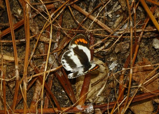 Colotis daira jacksoni male UPS